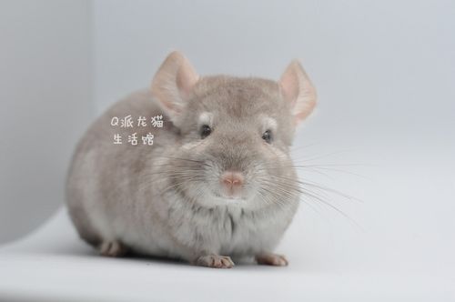 米色龙猫(是纯米色还是有其他颜色)