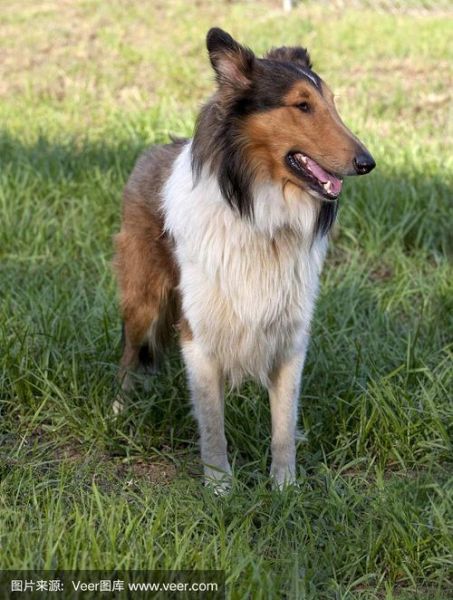 粗毛牧羊犬(它们需要经常洗澡吗)