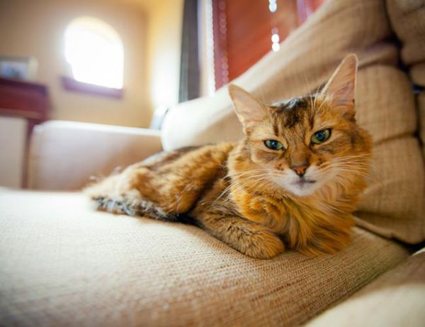 索马里猫(它们的价格怎么样)