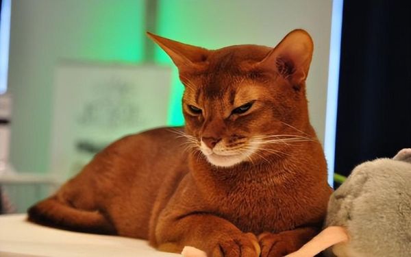 索马里猫(它们的价格怎么样)