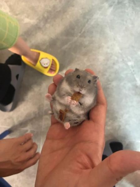 紫仓(怎么才能让它更亲人)