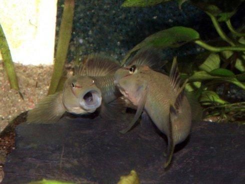 紫鳗虾虎鱼(紫鳗虾虎鱼真的会叫吗)