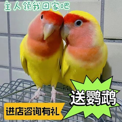 红嘴绿鹦哥(它营养丰富吗)