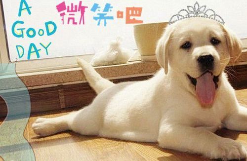 红小胖(它在神犬小七的表现怎么样)