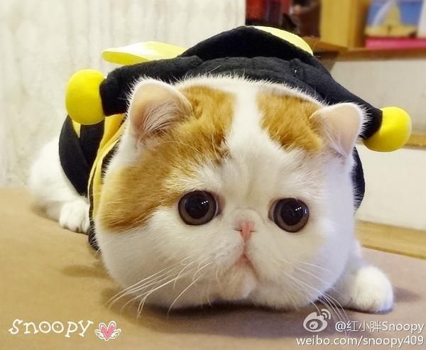 红小胖(它在神犬小七的表现怎么样)