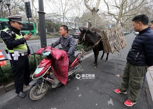 红尾蚺(它是怎么跑到杭州的)