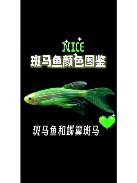 红斑马鱼(它们喜欢和谁玩)