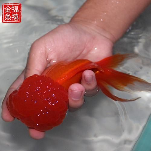 红狮头(它真的值这个价吗)