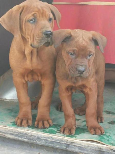红狼犬( 它适合新手养吗)