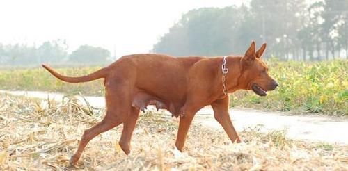 红狼犬( 它适合新手养吗)