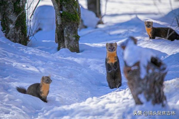 红眼雪貂(在野外能遇到吗)