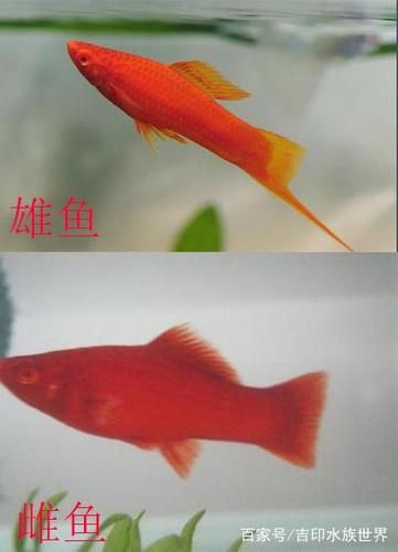 红箭鱼( 它们和剑尾鱼有什么区别)
