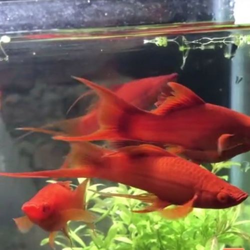红箭鱼的品种( 哪种最适合家里的鱼缸)