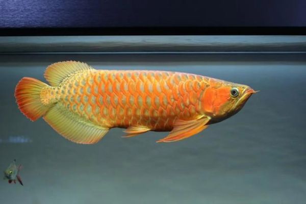 红金龙鱼( 养它需要多大的鱼缸)