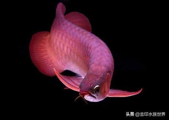 红龙鱼怎么养(怎样才能把红龙鱼养红)