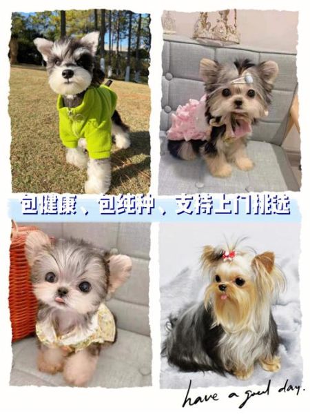 约克夏价格(6000靠谱吗)
