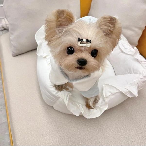 约克夏好养吗( 会很粘人吗)