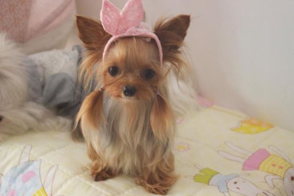 约克夏梗( 它真的可以作为服务犬吗)