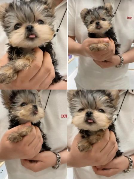 约克夏梗犬( 养它到底好不好)