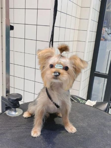 约克夏美容(有什么简单技巧)