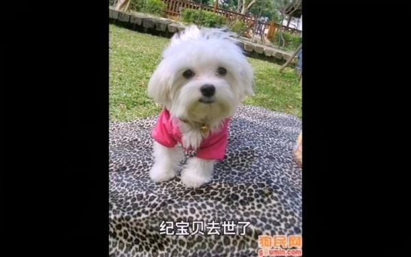 纪宝贝是什么狗(它在剧里是主角还是配角)
