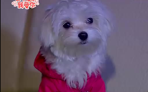纪宝贝是什么狗(它在剧里是主角还是配角)