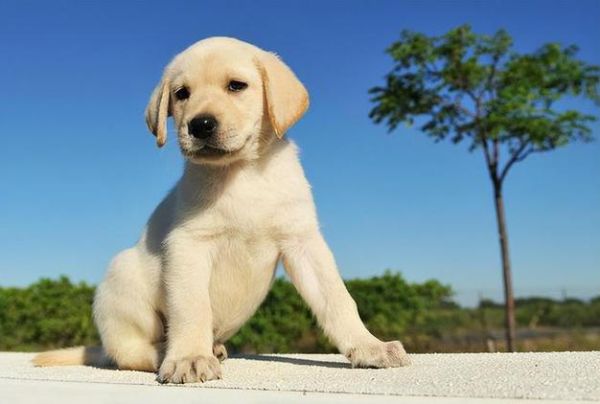 纯种拉布拉多犬( 如何才能找到一只纯种的拉布拉多犬)