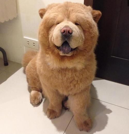 纯种松狮( 松狮犬的历史有多悠久)