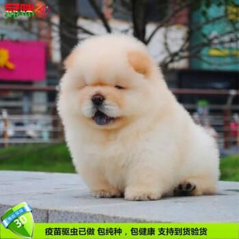 纯种松狮价格(怎么才能找到性价比高的纯种松狮)