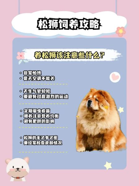 纯种松狮幼犬(价格又该怎么判断)