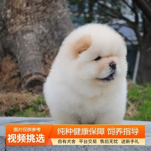 纯种松狮幼犬(价格又该怎么判断)