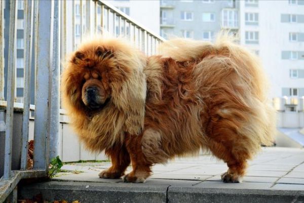 纯种松狮犬( 怎样才能让松狮犬的毛发又亮又顺)