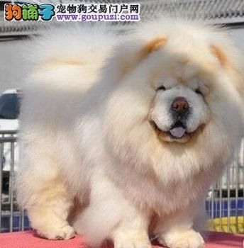 纯种松狮犬价格(价格和血统哪个更关键)