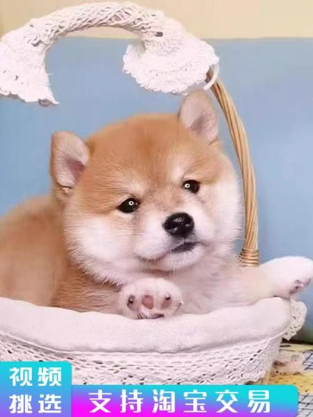 纯种柴犬多少钱( 应该怎么选)