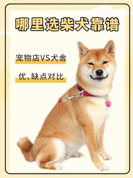 纯种柴犬多少钱( 应该怎么选)