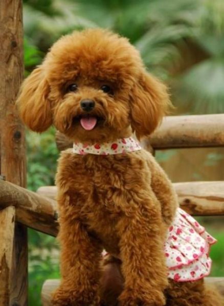 纯种泰迪犬(你的泰迪是羊绒卷吗)