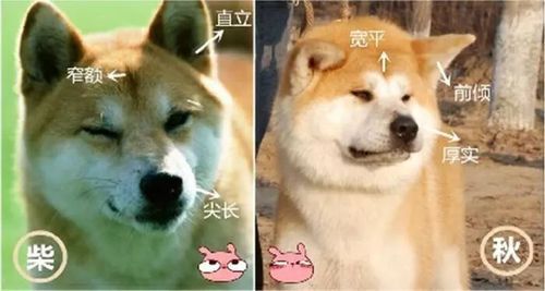 纯种秋田犬(纯种秋田犬怎么辨别)