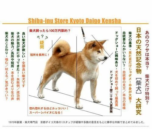 纯种秋田犬(纯种秋田犬怎么辨别)
