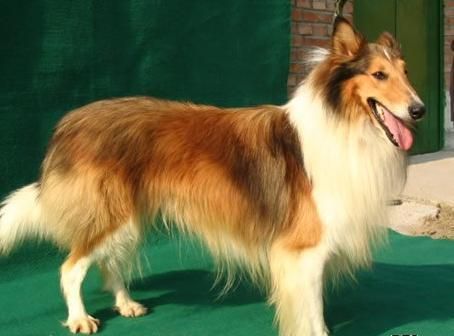 纯种苏格兰牧羊犬(靠谱的渠道有哪些)