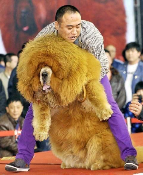 纯种藏獒(它真的值得你花大价钱吗)