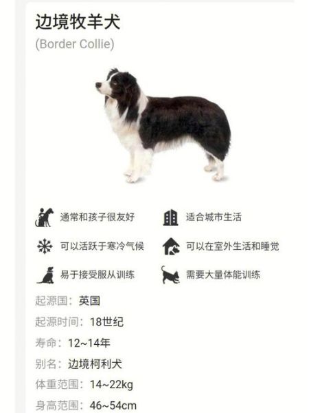 纯种边境牧羊犬价格(价格会影响品质吗)