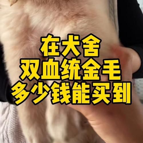 纯种金毛犬价格(到底该花多少钱)