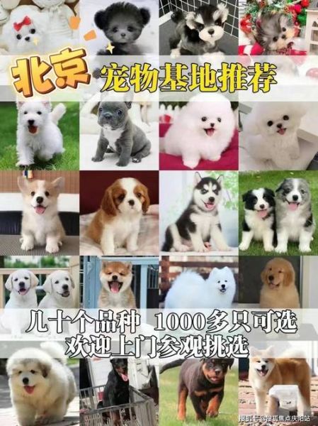 纯种金毛犬价格(到底该花多少钱)