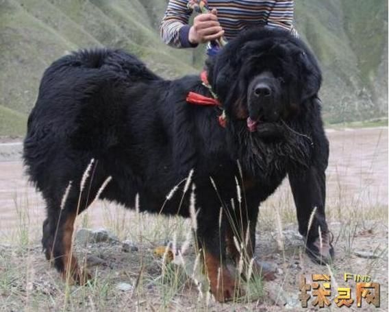 纯红藏獒(真的有1000万一只吗)
