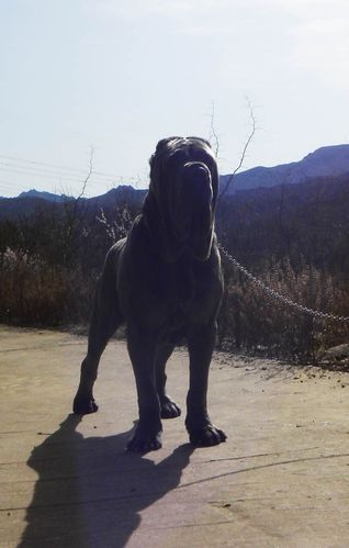 纽波利顿獒犬(这种狗狗真的很难驾驭吗)