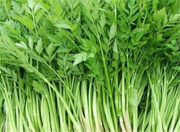 细叶水芹(它会长得太快吗)