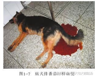 细小是什么病(是不是得了细小)