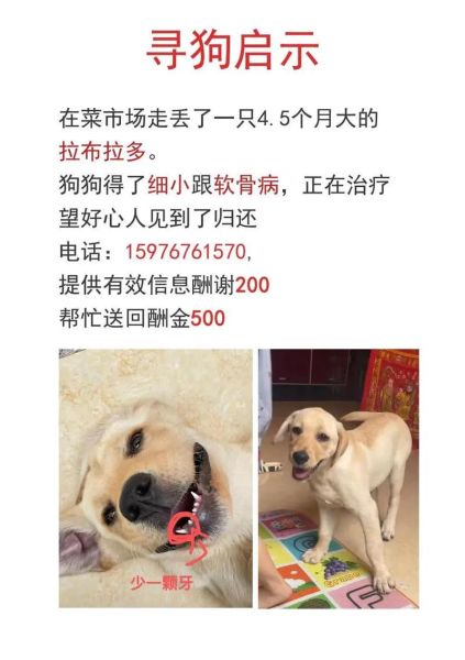 细小病( 怎么办才好)