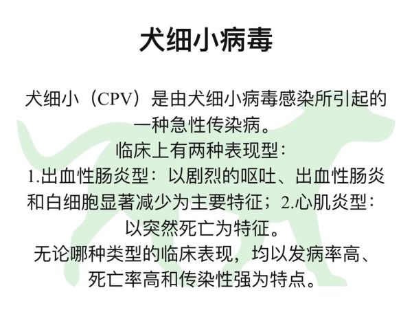 细小病毒治疗( 到底要怎么治疗才能好得快)