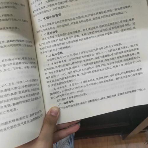 细小病毒治疗( 到底要怎么治疗才能好得快)